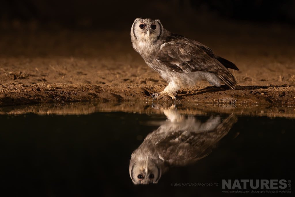 A Verreauxs Eagle Owl Perched By The Waterhole At Night Photographed At Shompole Wilderness With Natureslens A Verreaux'S Eagle-Owl Perched Beside A Waterhole At Night At Shompole Wilderness