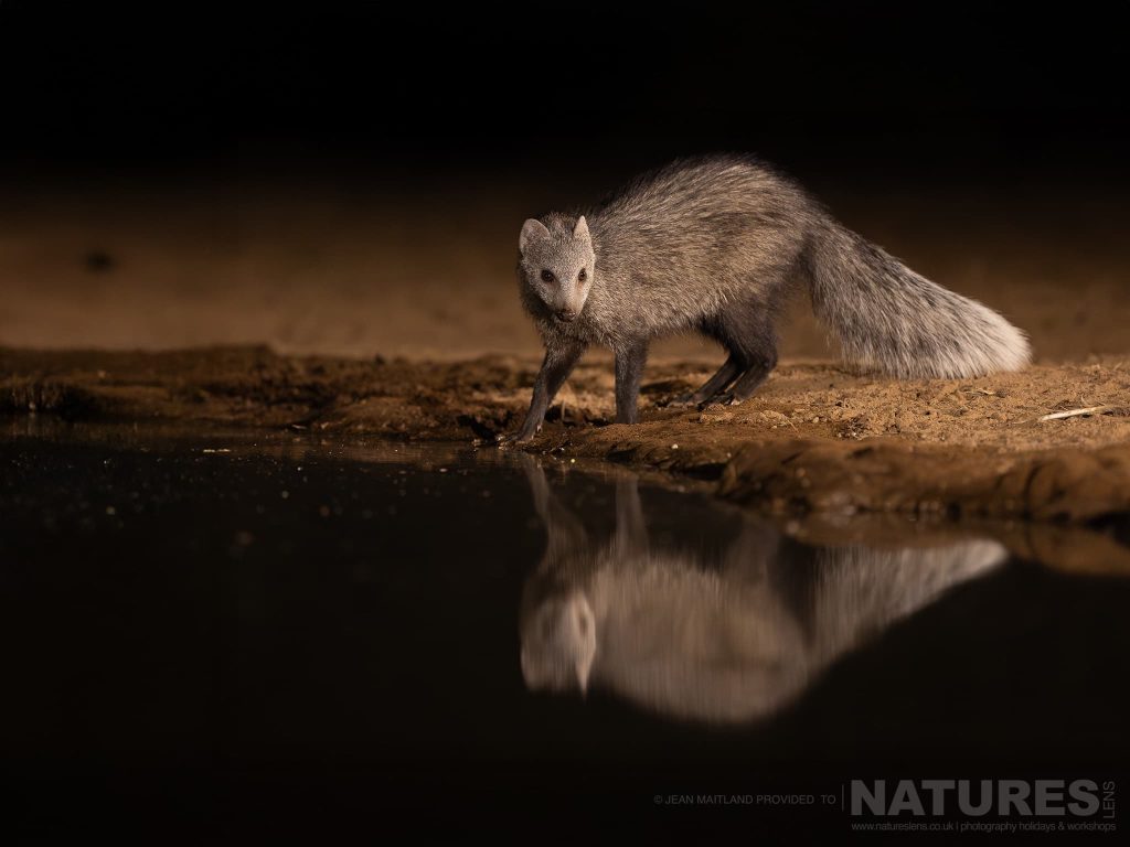 A White Tailed Mongoose At The Water Casting A Splendid Reflection Photographed At Shompole Wilderness With Natureslens A White-Tailed Mongoose Beside The Water At Night, Casting A Reflection, At Shompole Wilderness