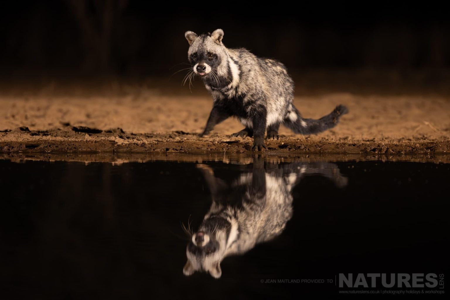 An African Civet Reflection at Waterhole Night - photographed at Shompole Wilderness with NaturesLens
