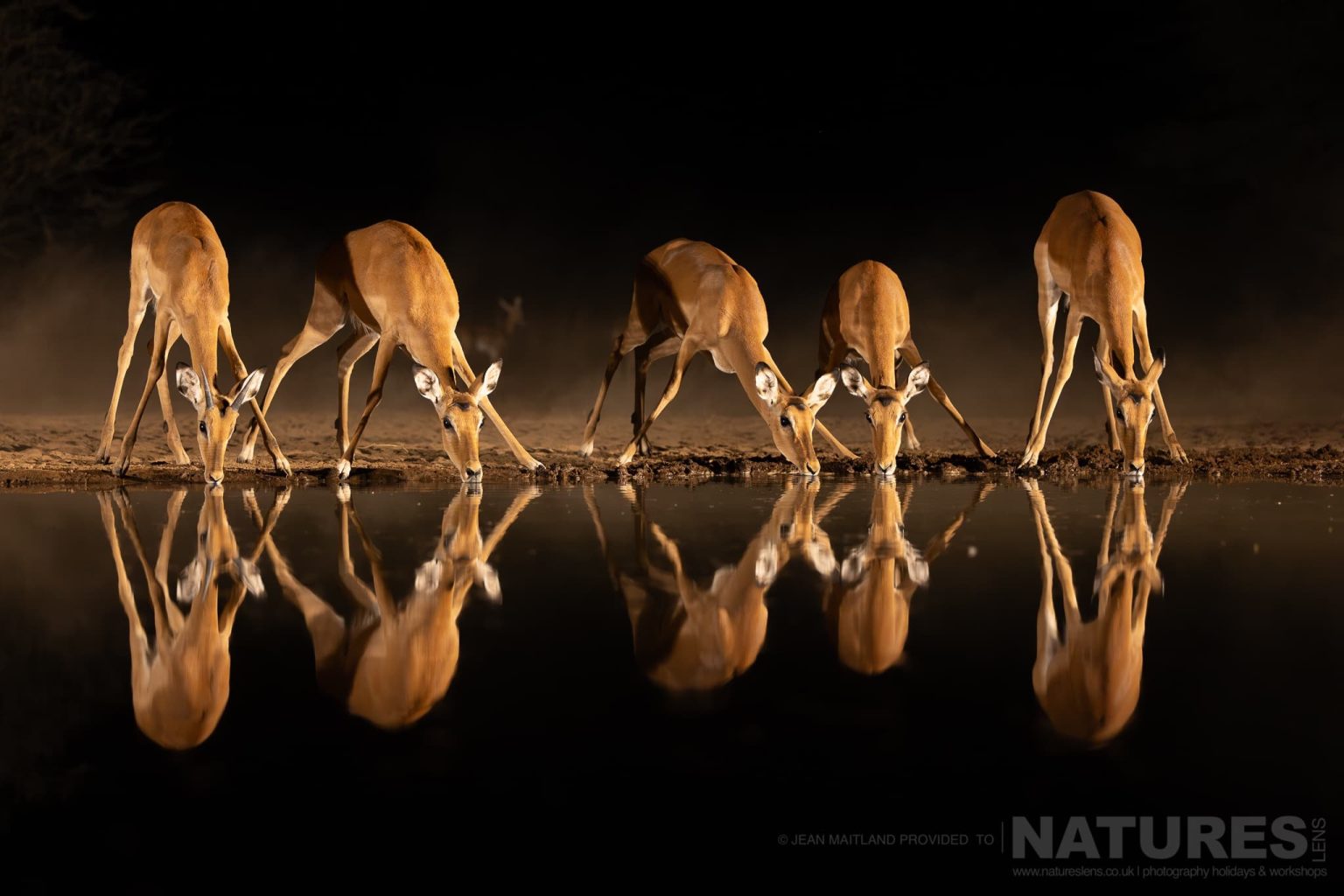 Five Antelopes Drinking Water at Night at a Waterhole - photographed at Shompole Wilderness with NaturesLens