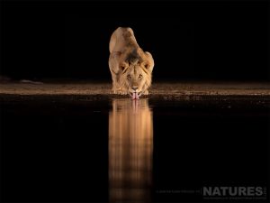 One Of The Lions Drinking From The Waterhole Under Cover Of Darkness Photographed At Shompole Wilderness With Natureslens