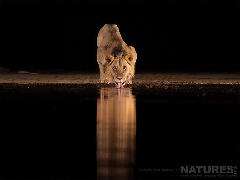 Wildlife Of Shompole