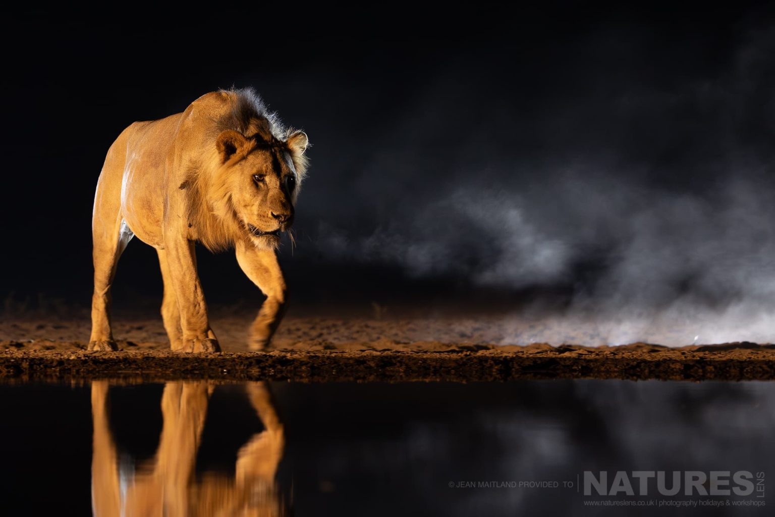 One of the Resident Lions walking towards the Waterhole Under Cover of Darkness - photographed at Shompole Wilderness with NaturesLens