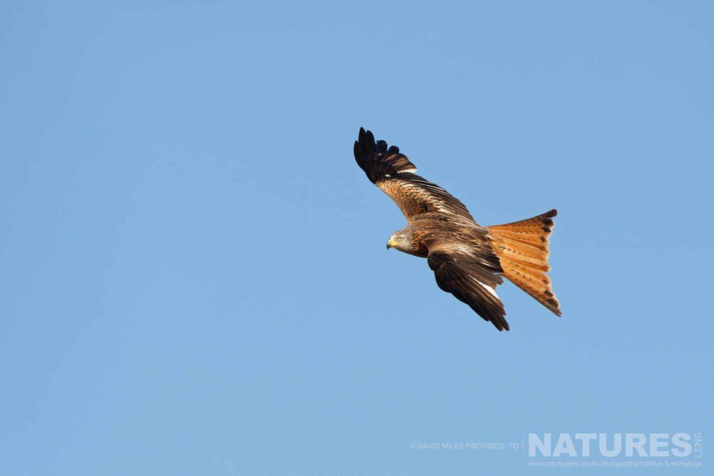A Red Kite Soars Past In Flight Captured At One Of The Locations Used For The Natureslens Eagles Other Birdlife Of Northern Spain Photography Holiday