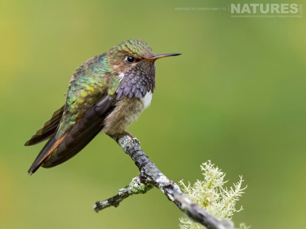 Photograph the Fantastic Wildlife of Panama with NaturesLens in 2026