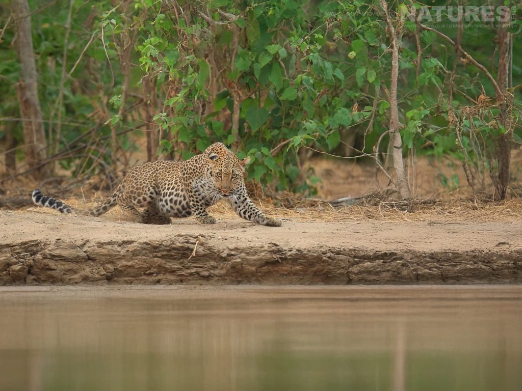 A Leopard Staring Down The Lens At A Waterhole At Kavinga Camp The Camp Used By Natureslens In Zimbabwe For The Wildlife Of Mana Pools Photography Holiday