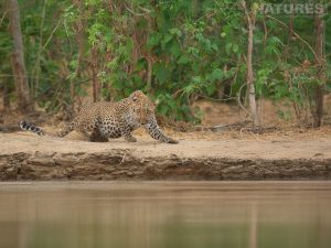 A Leopard Staring Down The Lens At A Waterhole At Kavinga Camp The Camp Used By Natureslens In Zimbabwe For The Wildlife Of Mana Pools Photography Holiday