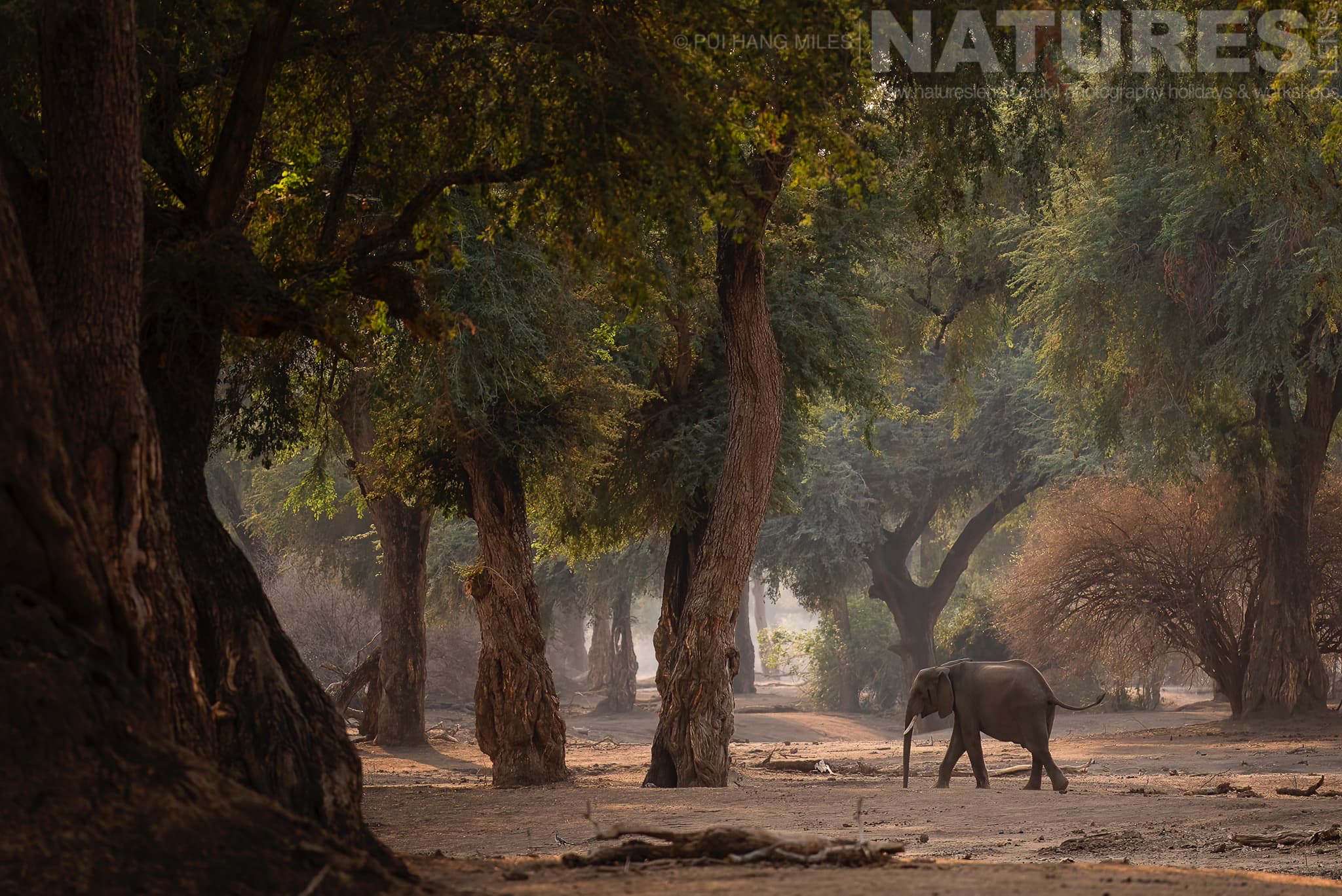 Embark on an Unforgettable Adventure capturing images of the wildlife of Mana Pools with NaturesLens in