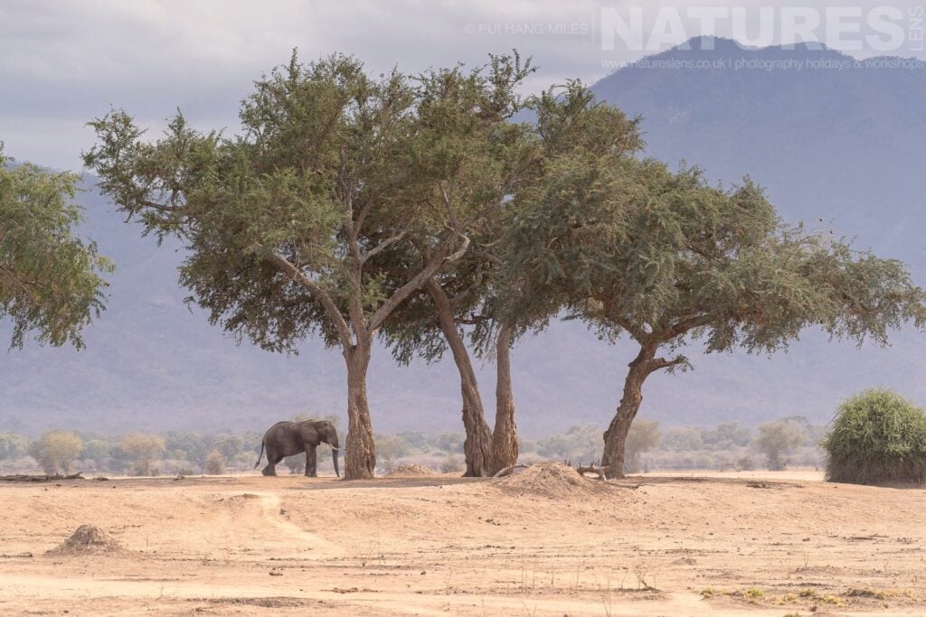 Embark on an Epic Mana Pools Wildlife Photography Holiday with NaturesLens in