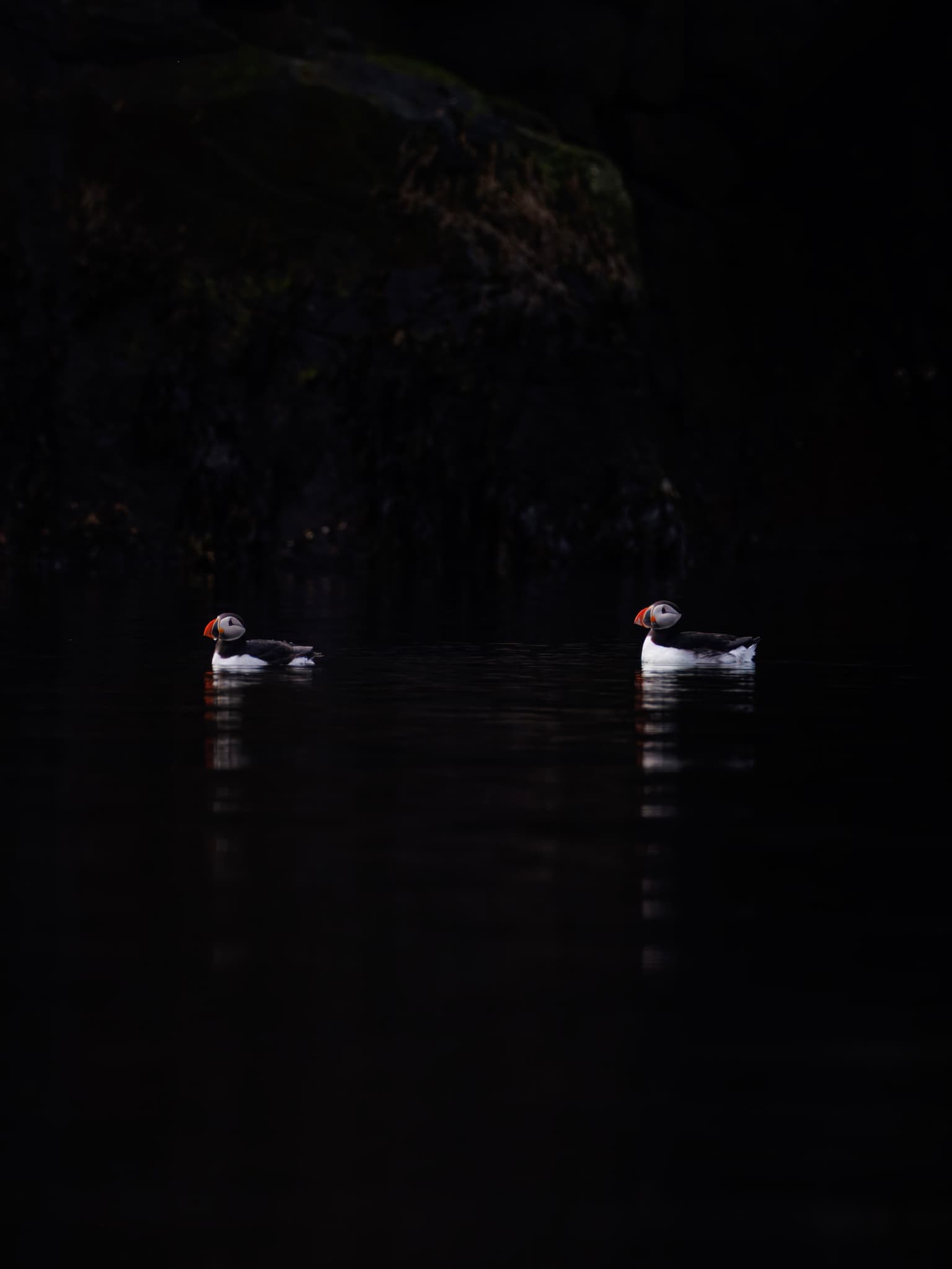 Puffin Swimming On The Water On A Black Background Puffin Swimming On The Water On A Black Background
