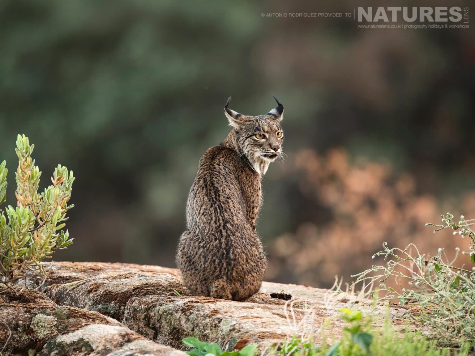 Lynx photographed at the location which is used for the Iberian Lynx in Spain during Spring photography holiday