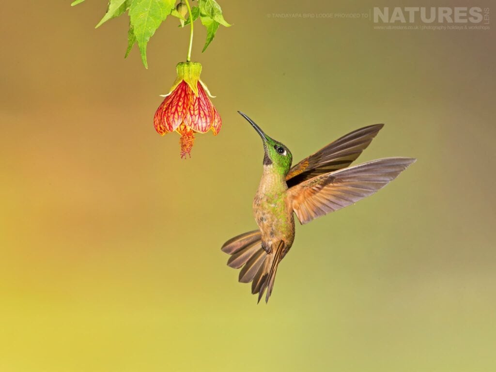 Photograph the Hummingbirds of Ecuador with NaturesLens in 2026