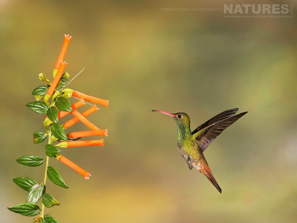 Rufous Tailed Hummingbird Photographed At The Locations Used During The Natureslens Northern Ecuador Wildlife Photography Tour A Rufous-Tailed Hummingbird In Ecuador