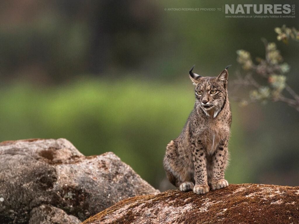 Lynx photographed at the new location which is used for the Iberian Lynx in Spain during Spring photography holiday – 04
