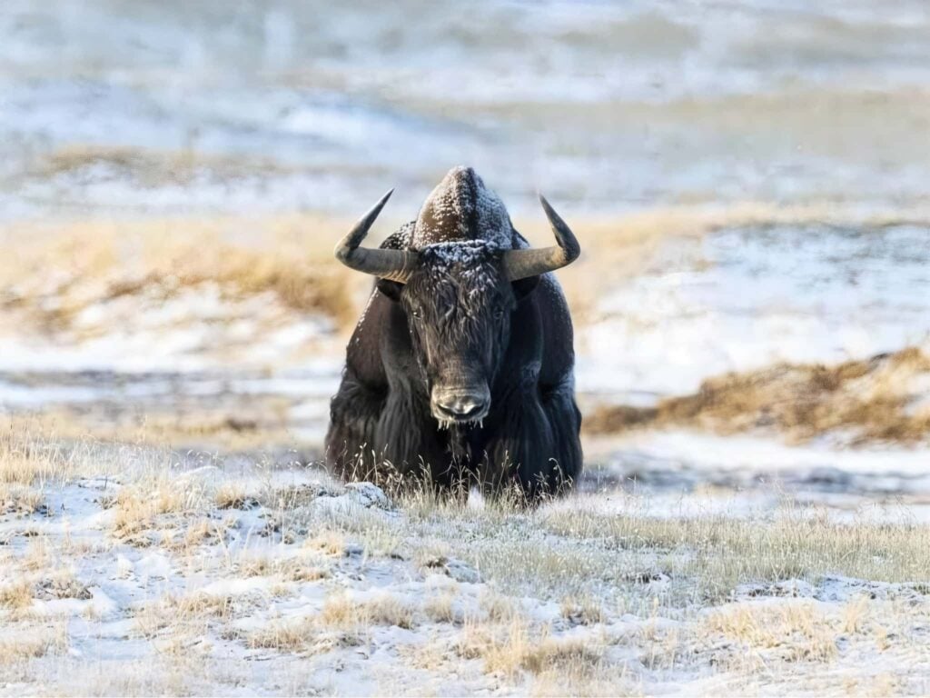 Photograph the Tibetan Wildlife of the Qing–Zang Plateau with NaturesLens in 2027