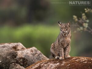 Lynx photographed at the new location which is used for the Iberian Lynx in Spain during Spring photography holiday – 04