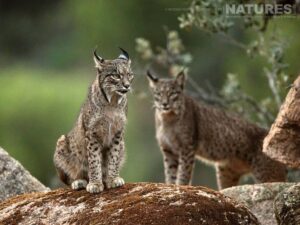 Lynx Photographed At The New Location Which Is Used For The Iberian Lynx In Spain During Spring Photography Holiday 05