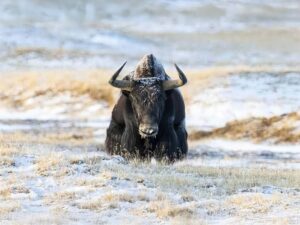 Tibetan Wildlife Photography Holiday With Natureslens 23