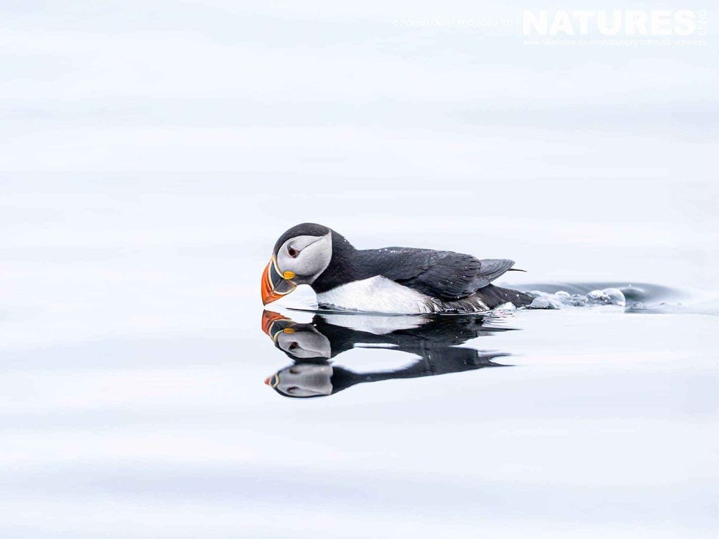 Photograph the Puffins of Iceland with NaturesLens in 2026