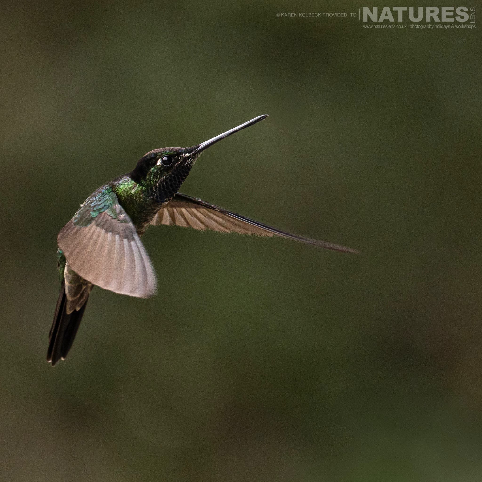 One Of The Many Species That Were Photographed By Karen Folbeck During Our 2024 Costa Rican Wildlife Photography Holiday 01 One Of The Many Species That Were Photographed By Karen Folbeck During Our 2024 Costa Rican Wildlife Photography Holiday - 01
