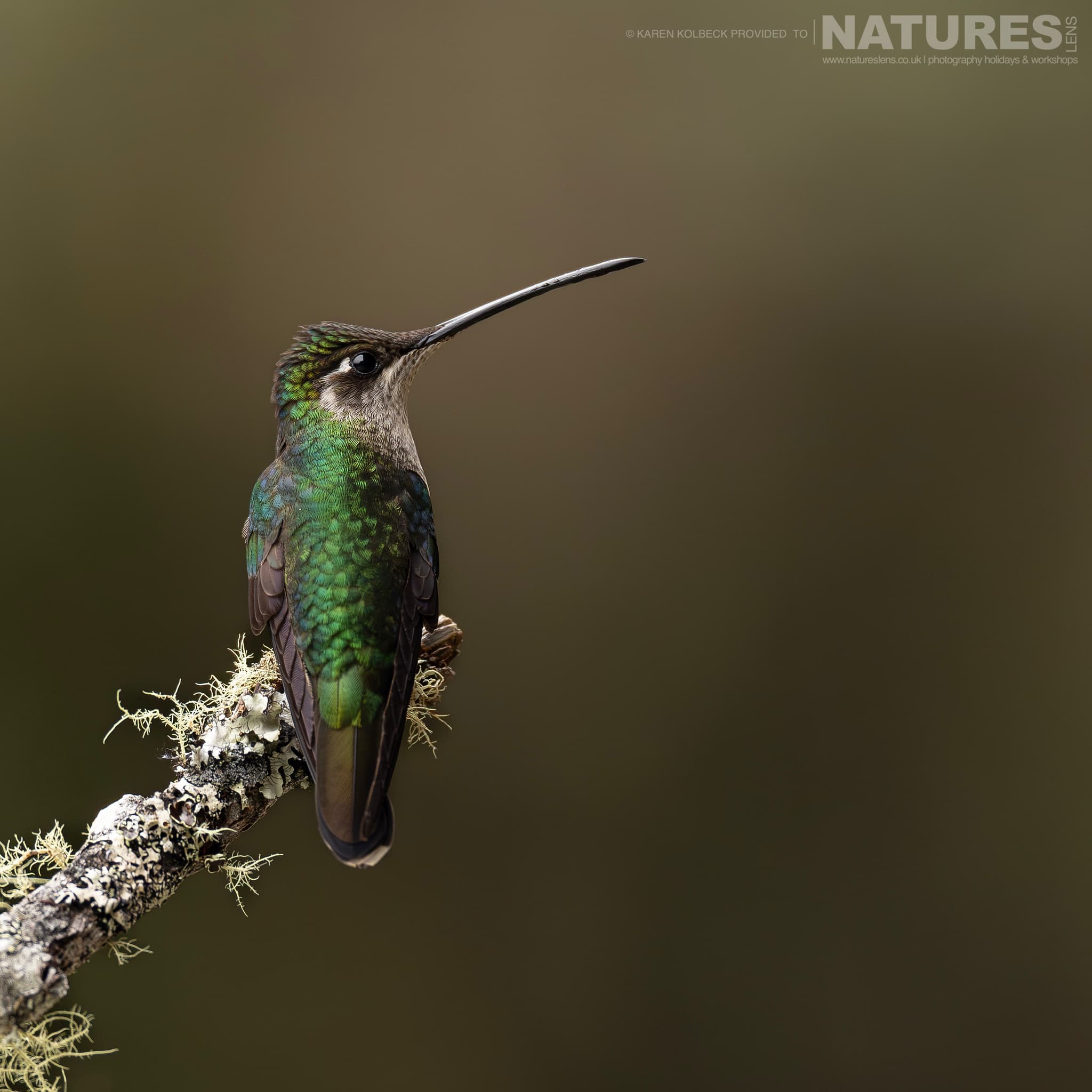One Of The Many Species That Were Photographed By Karen Folbeck During Our 2024 Costa Rican Wildlife Photography Holiday 02 One Of The Many Species That Were Photographed By Karen Folbeck During Our 2024 Costa Rican Wildlife Photography Holiday – 02