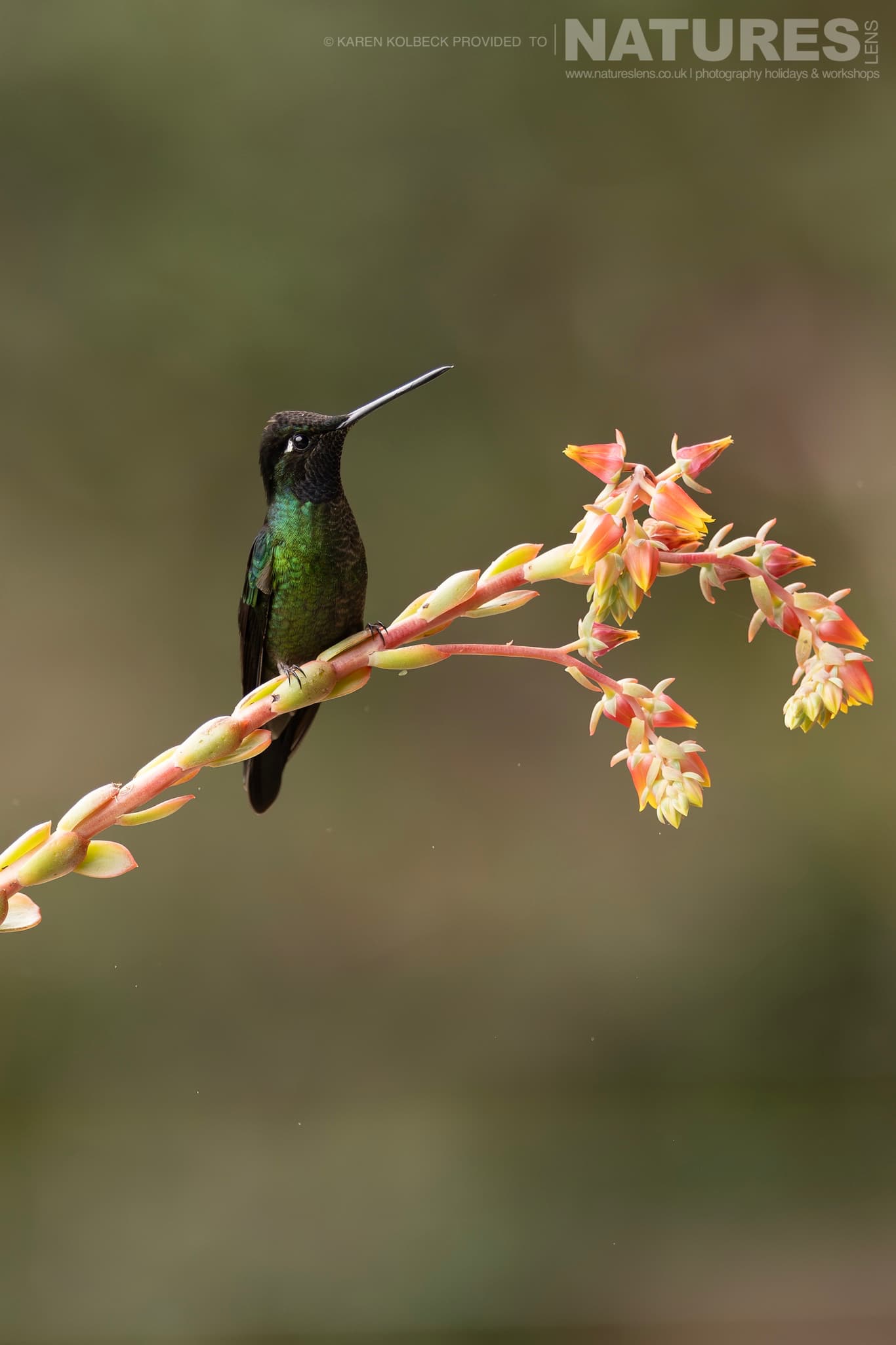One Of The Many Species That Were Photographed By Karen Folbeck During Our 2024 Costa Rican Wildlife Photography Holiday 03 One Of The Many Species That Were Photographed By Karen Folbeck During Our 2024 Costa Rican Wildlife Photography Holiday – 03