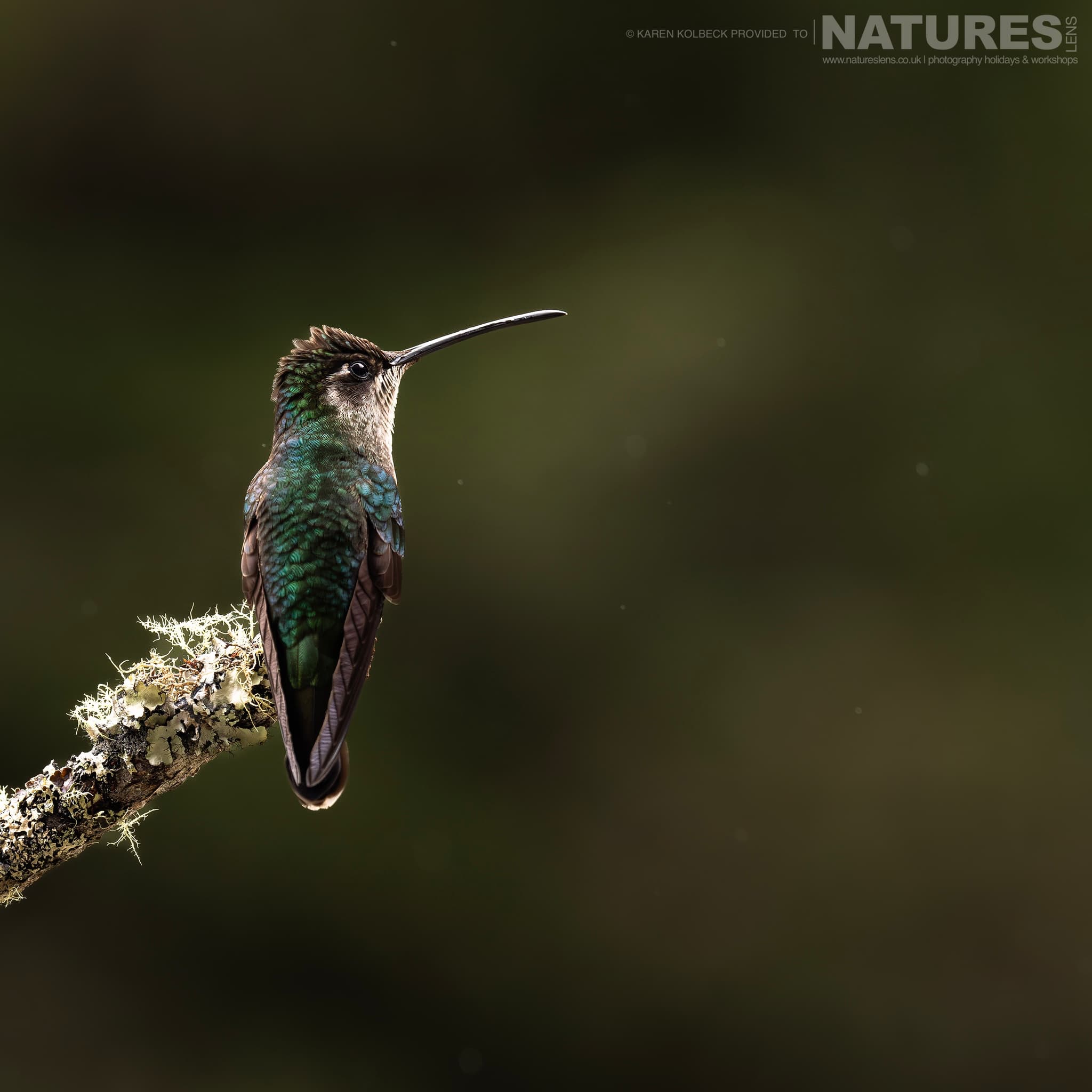 One Of The Many Species That Were Photographed By Karen Folbeck During Our 2024 Costa Rican Wildlife Photography Holiday 04 One Of The Many Species That Were Photographed By Karen Folbeck During Our 2024 Costa Rican Wildlife Photography Holiday – 04