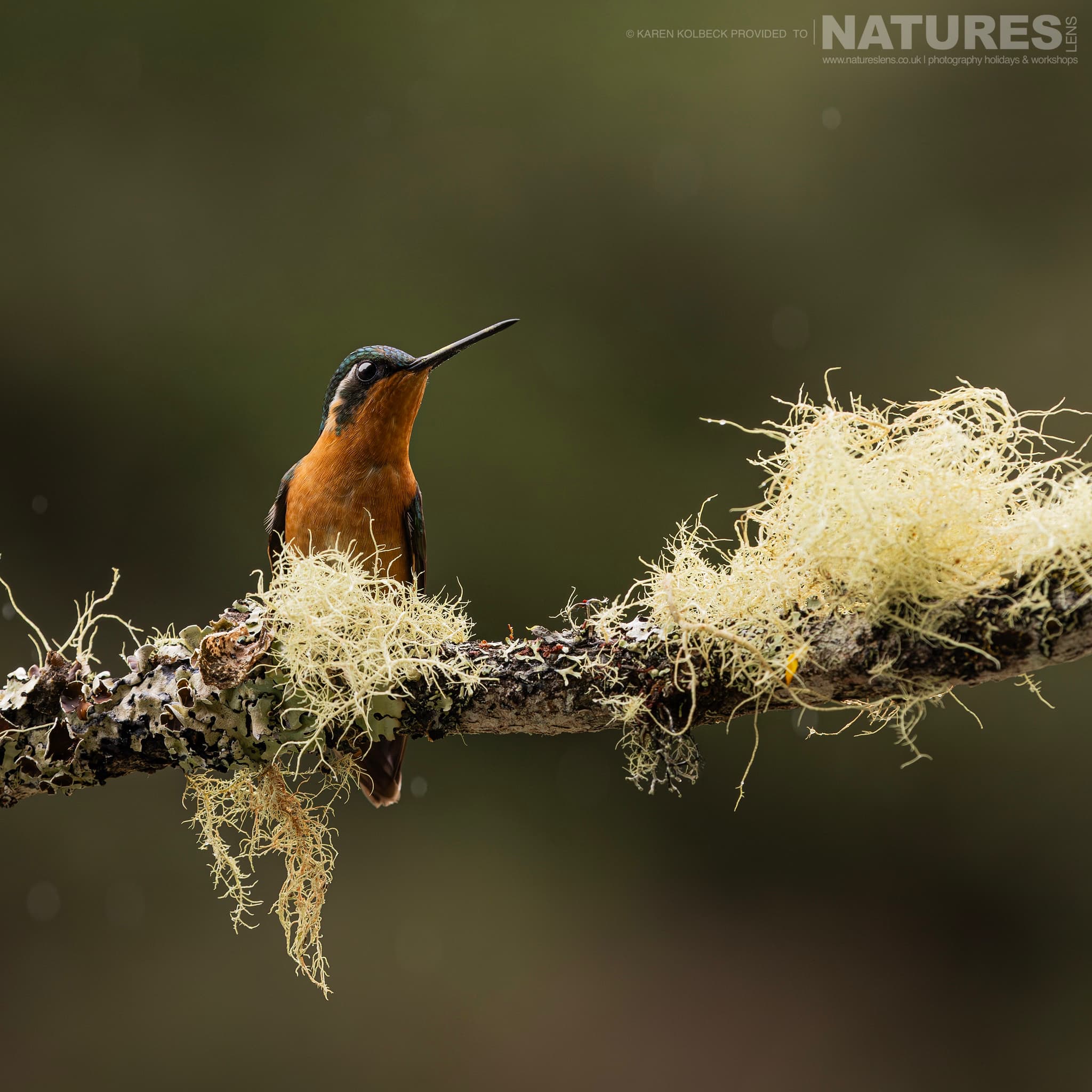One Of The Many Species That Were Photographed By Karen Folbeck During Our 2024 Costa Rican Wildlife Photography Holiday 05 One Of The Many Species That Were Photographed By Karen Folbeck During Our 2024 Costa Rican Wildlife Photography Holiday – 05