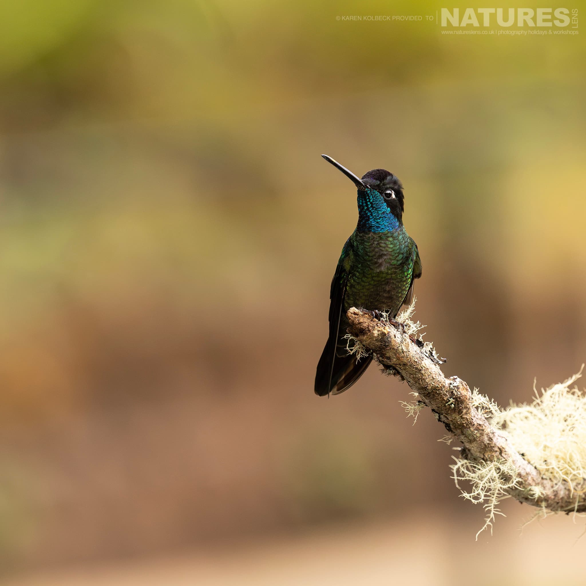 One Of The Many Species That Were Photographed By Karen Folbeck During Our 2024 Costa Rican Wildlife Photography Holiday 06 One Of The Many Species That Were Photographed By Karen Folbeck During Our 2024 Costa Rican Wildlife Photography Holiday – 06
