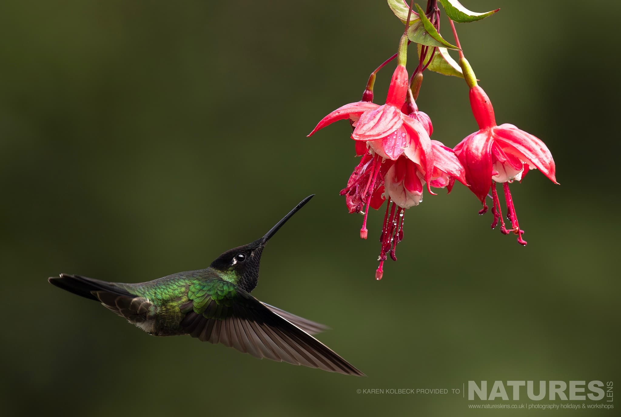 One Of The Many Species That Were Photographed By Karen Folbeck During Our 2024 Costa Rican Wildlife Photography Holiday 07 One Of The Many Species That Were Photographed By Karen Folbeck During Our 2024 Costa Rican Wildlife Photography Holiday – 07