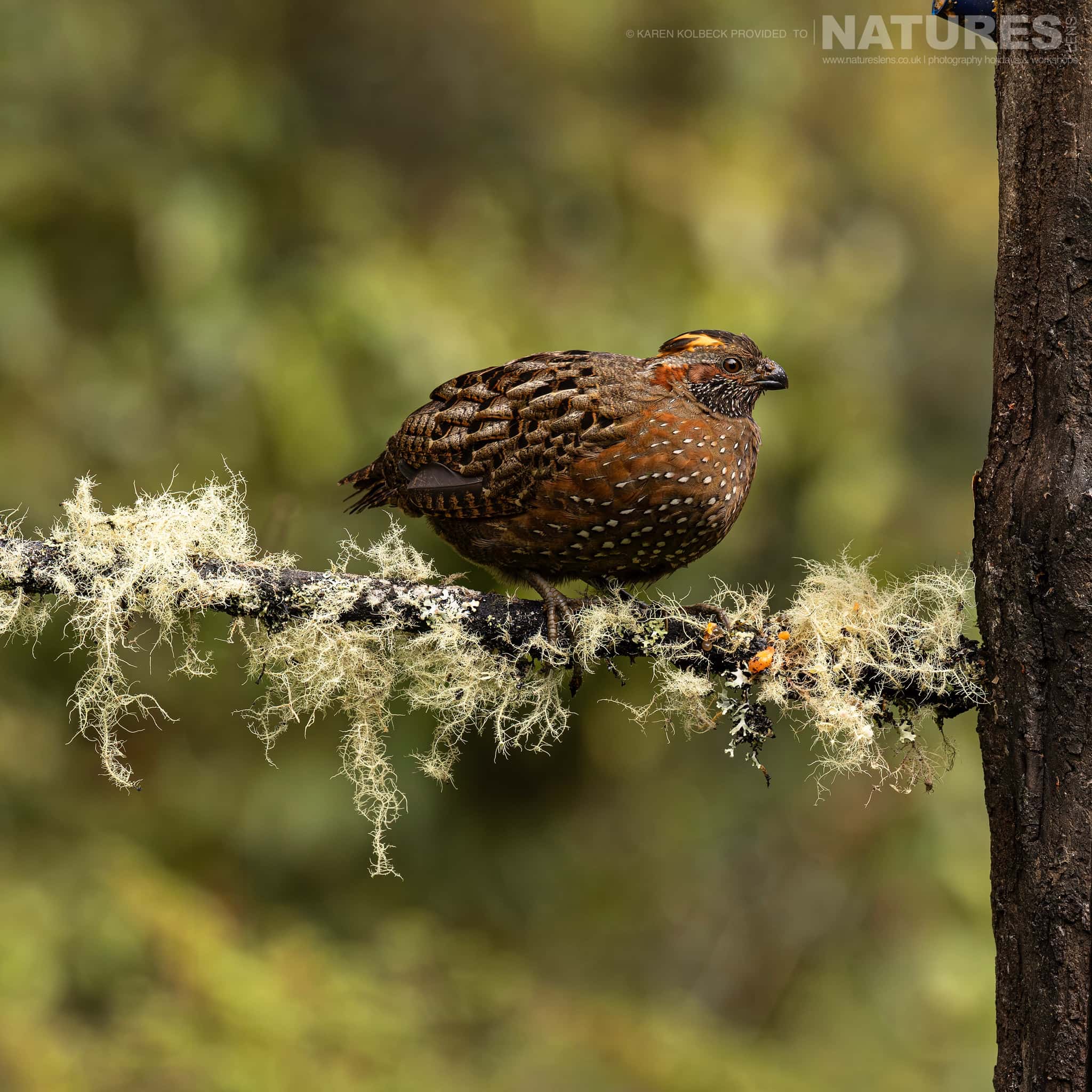 One Of The Many Species That Were Photographed By Karen Folbeck During Our 2024 Costa Rican Wildlife Photography Holiday 08 One Of The Many Species That Were Photographed By Karen Folbeck During Our 2024 Costa Rican Wildlife Photography Holiday – 08