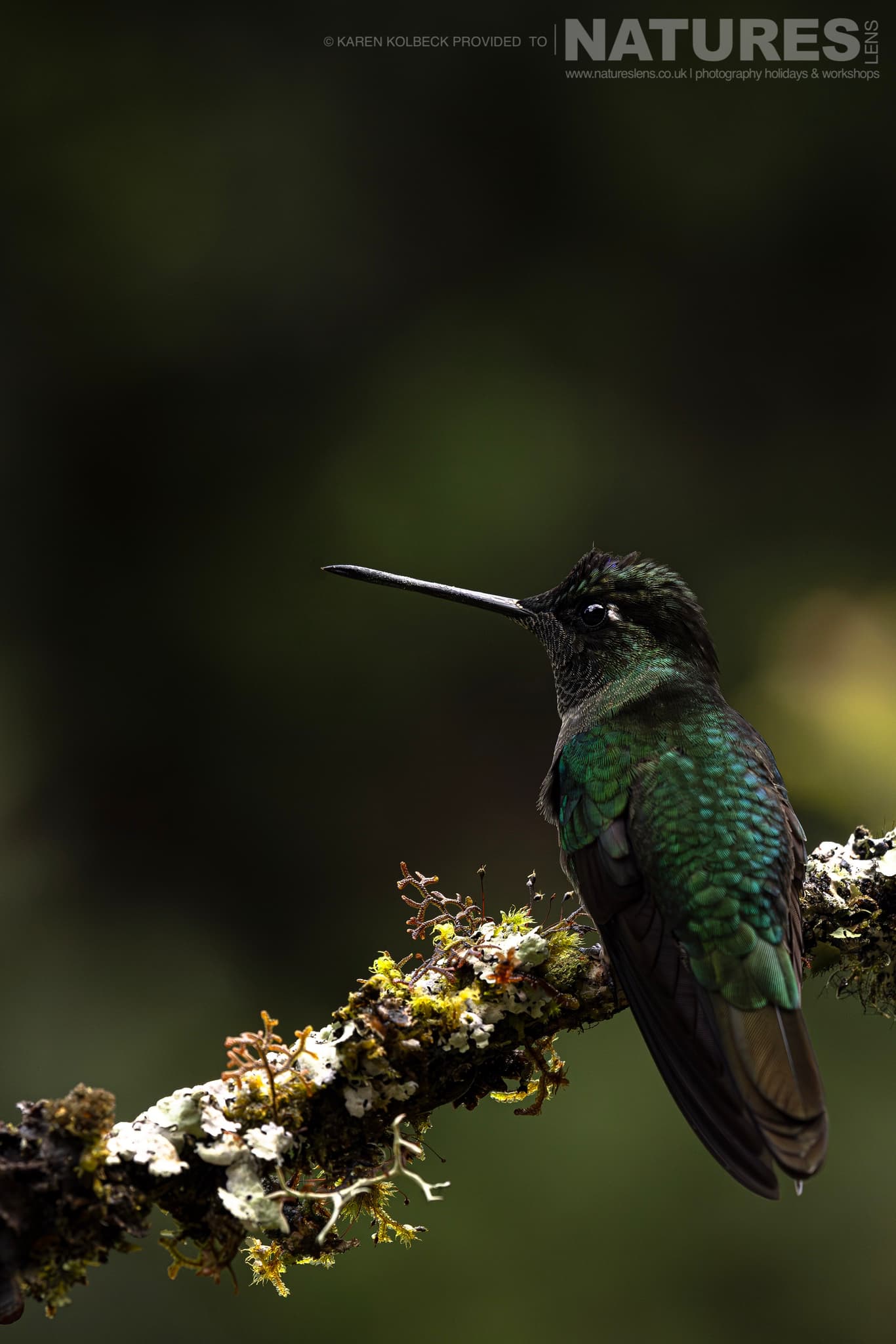 One Of The Many Species That Were Photographed By Karen Folbeck During Our 2024 Costa Rican Wildlife Photography Holiday 09 One Of The Many Species That Were Photographed By Karen Folbeck During Our 2024 Costa Rican Wildlife Photography Holiday – 09