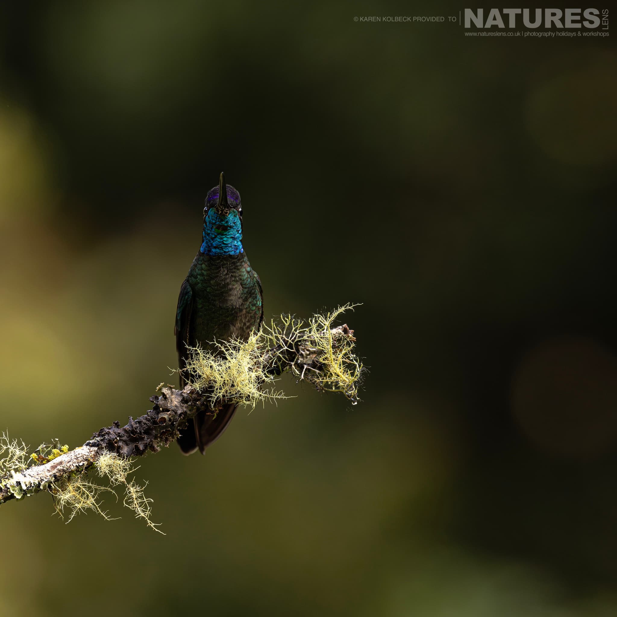 One Of The Many Species That Were Photographed By Karen Folbeck During Our 2024 Costa Rican Wildlife Photography Holiday 10 One Of The Many Species That Were Photographed By Karen Folbeck During Our 2024 Costa Rican Wildlife Photography Holiday – 10