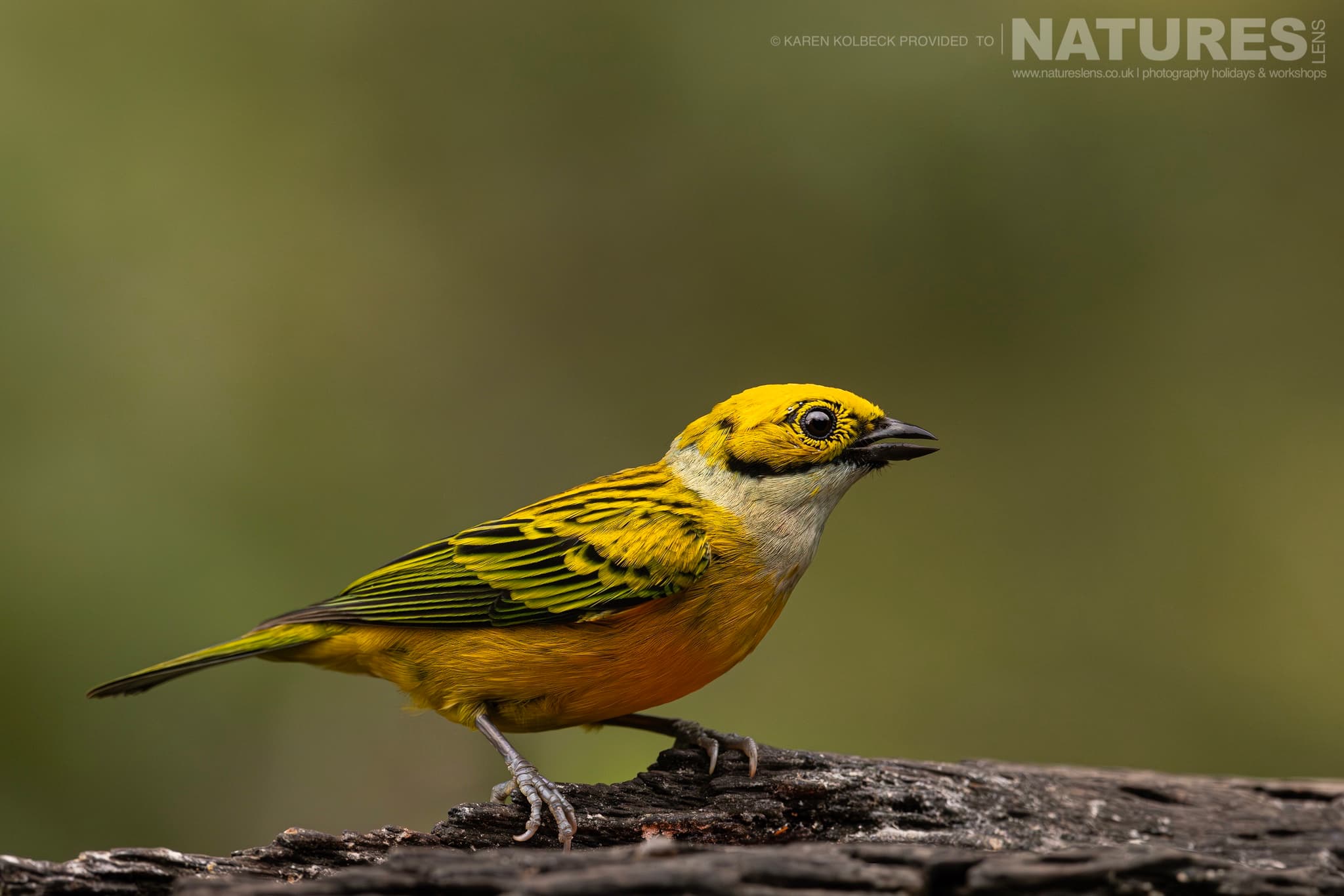 One Of The Many Species That Were Photographed By Karen Folbeck During Our 2024 Costa Rican Wildlife Photography Holiday 100 One Of The Many Species That Were Photographed By Karen Folbeck During Our 2024 Costa Rican Wildlife Photography Holiday – 100