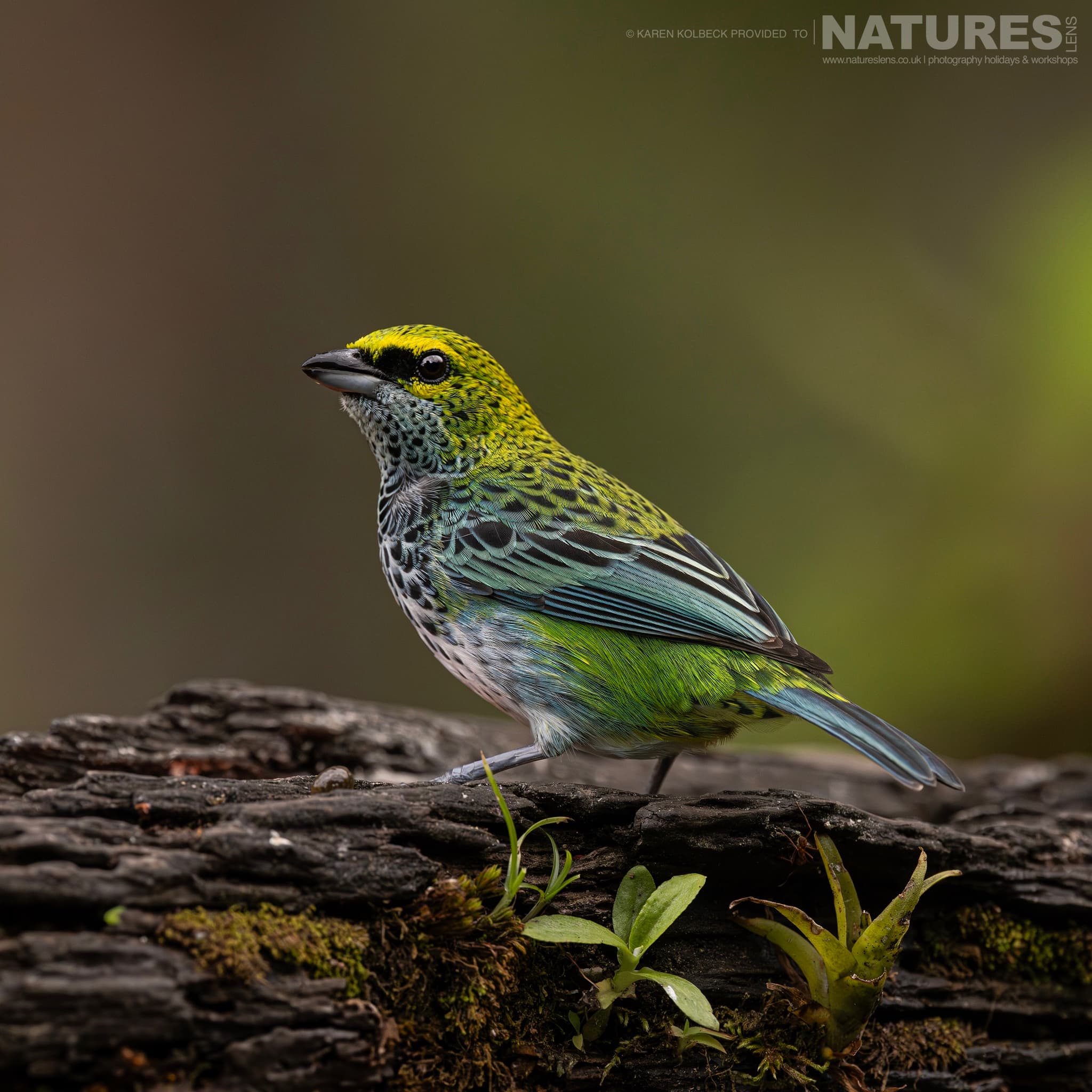 One Of The Many Species That Were Photographed By Karen Folbeck During Our 2024 Costa Rican Wildlife Photography Holiday 101 One Of The Many Species That Were Photographed By Karen Folbeck During Our 2024 Costa Rican Wildlife Photography Holiday – 101