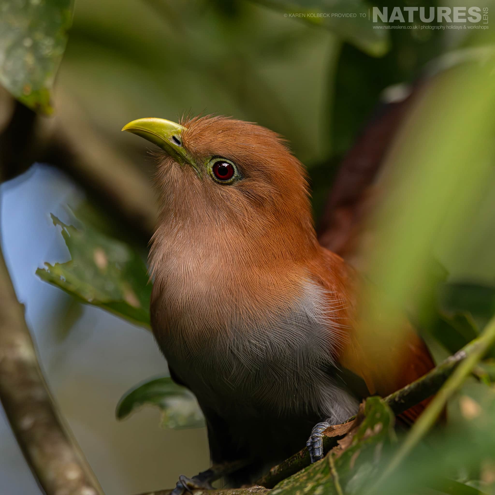 One Of The Many Species That Were Photographed By Karen Folbeck During Our 2024 Costa Rican Wildlife Photography Holiday 102 One Of The Many Species That Were Photographed By Karen Folbeck During Our 2024 Costa Rican Wildlife Photography Holiday – 102
