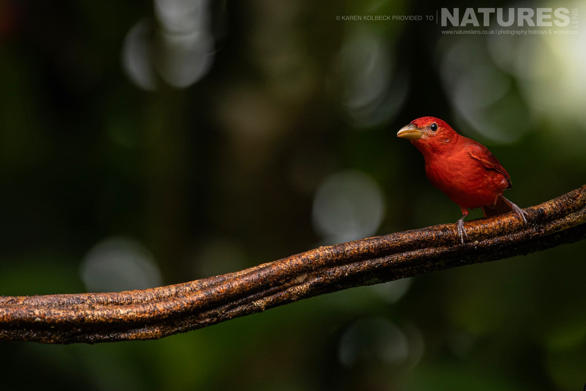 One Of The Many Species That Were Photographed By Karen Folbeck During Our 2024 Costa Rican Wildlife Photography Holiday 103 One Of The Many Species That Were Photographed By Karen Folbeck During Our 2024 Costa Rican Wildlife Photography Holiday – 103