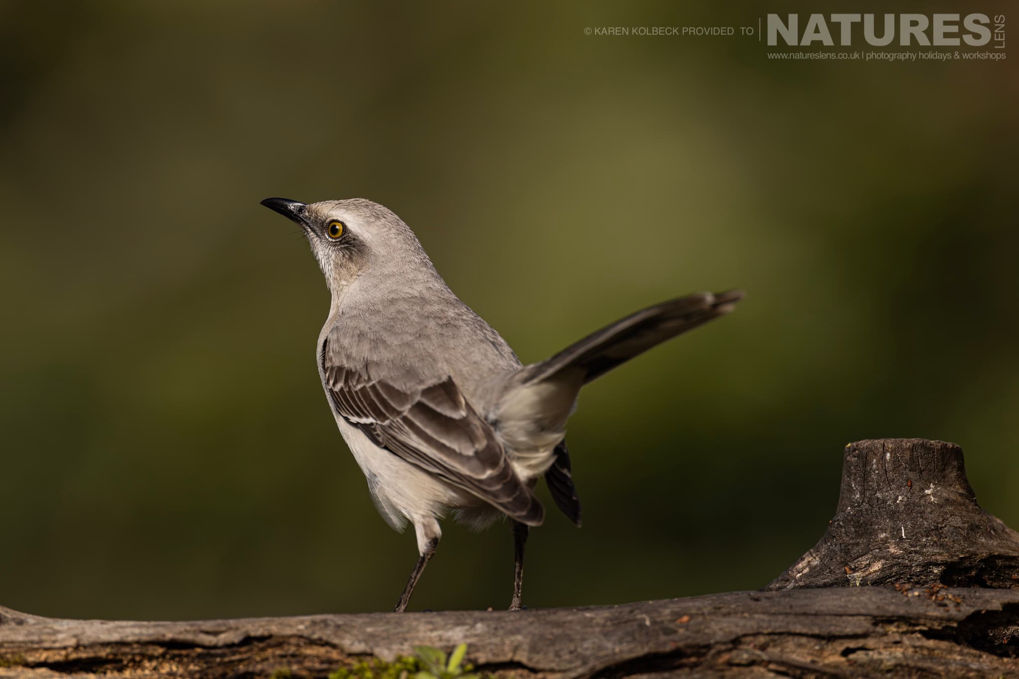 One Of The Many Species That Were Photographed By Karen Folbeck During Our 2024 Costa Rican Wildlife Photography Holiday 104 One Of The Many Species That Were Photographed By Karen Folbeck During Our 2024 Costa Rican Wildlife Photography Holiday – 104