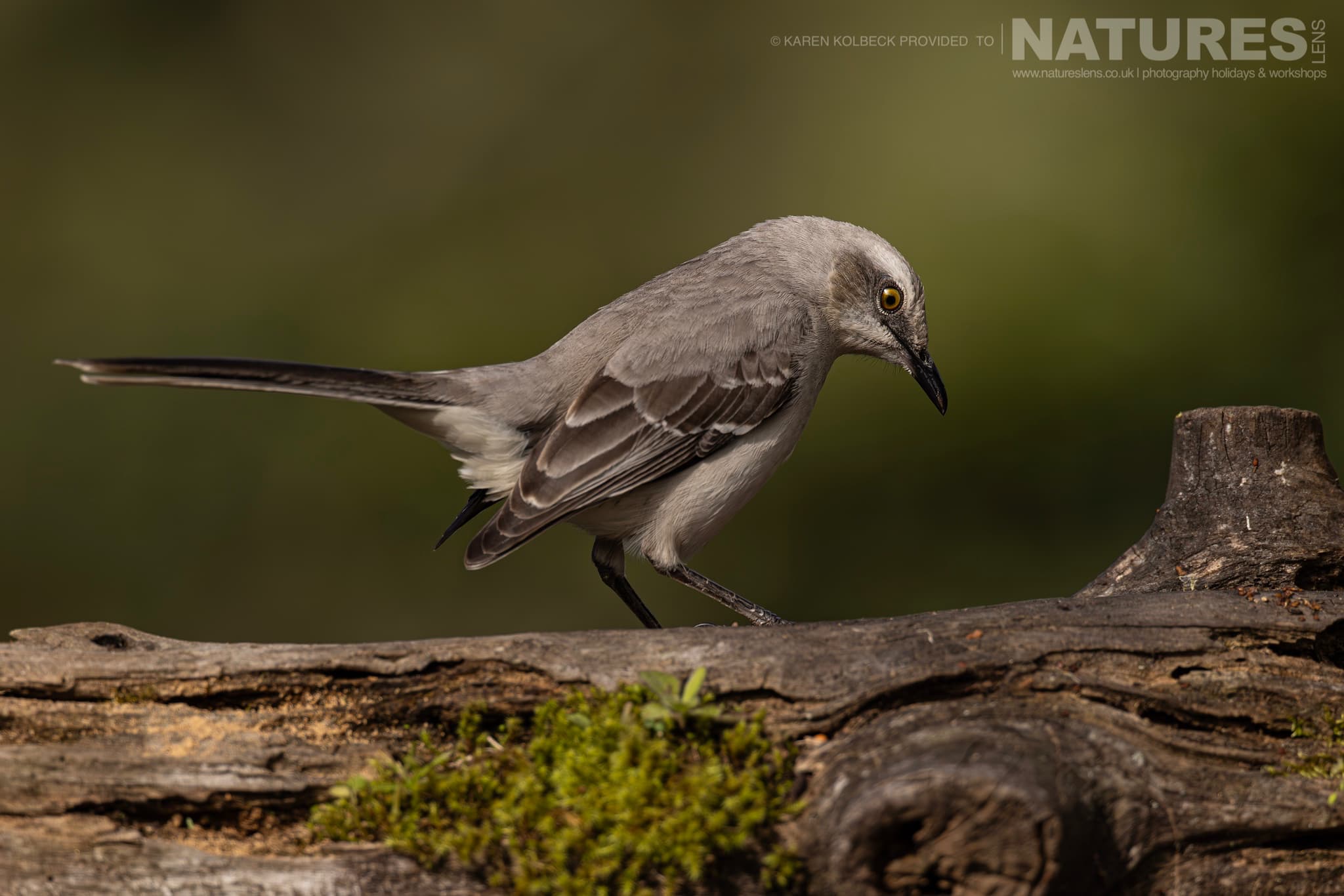 One Of The Many Species That Were Photographed By Karen Folbeck During Our 2024 Costa Rican Wildlife Photography Holiday 105 One Of The Many Species That Were Photographed By Karen Folbeck During Our 2024 Costa Rican Wildlife Photography Holiday – 105