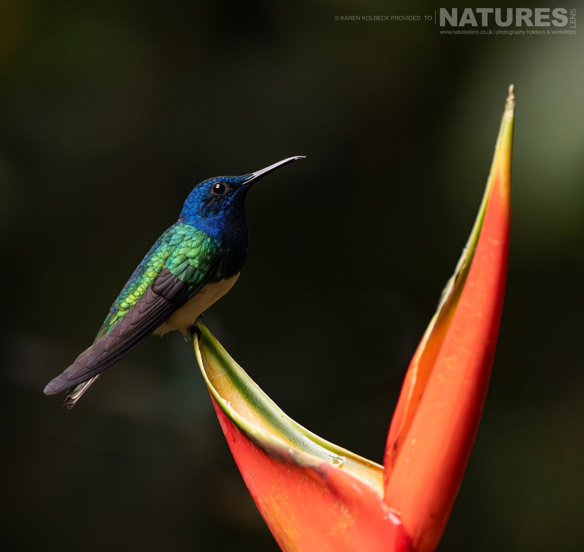 One Of The Many Species That Were Photographed By Karen Folbeck During Our 2024 Costa Rican Wildlife Photography Holiday 106 One Of The Many Species That Were Photographed By Karen Folbeck During Our 2024 Costa Rican Wildlife Photography Holiday – 106