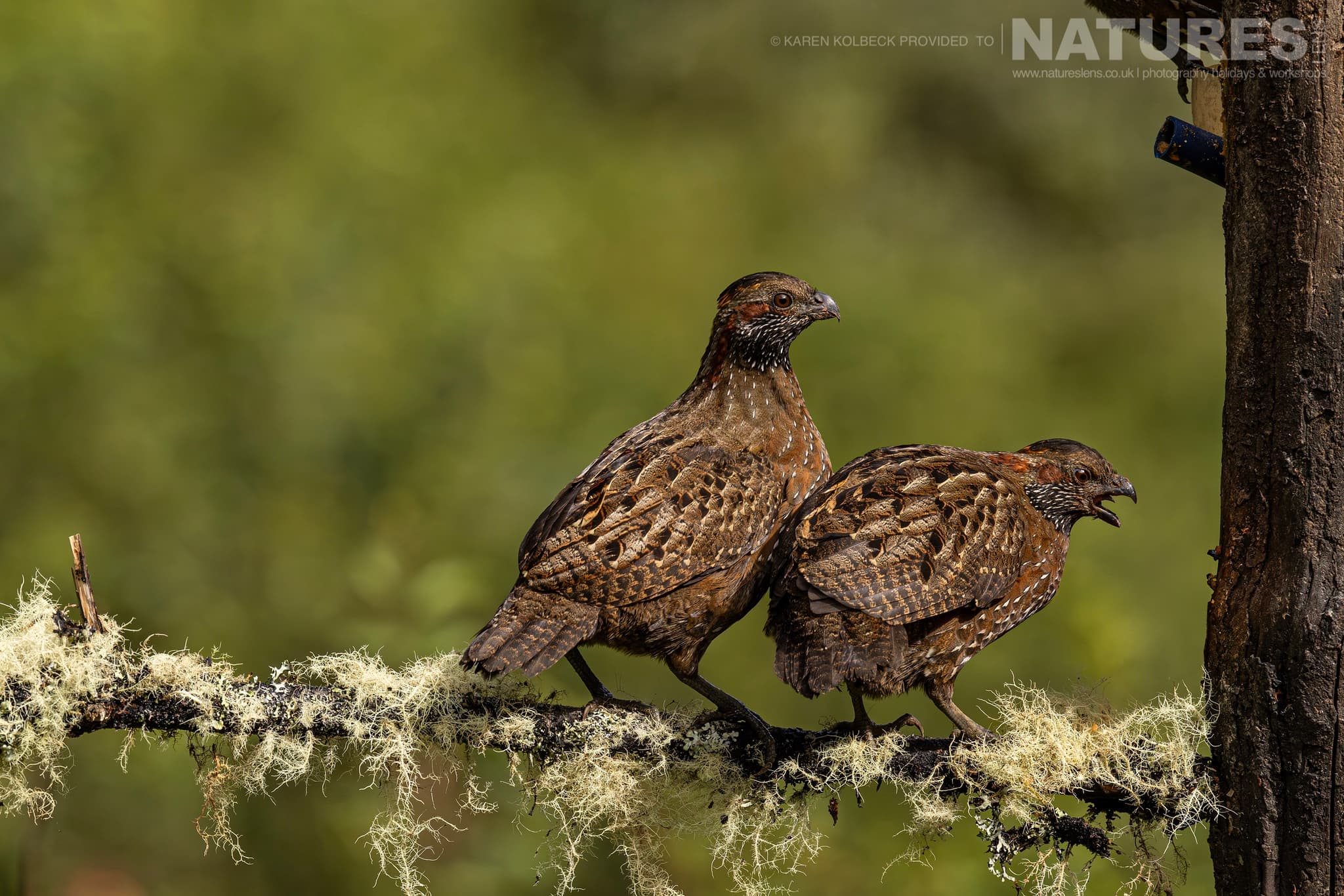 One Of The Many Species That Were Photographed By Karen Folbeck During Our 2024 Costa Rican Wildlife Photography Holiday 11 One Of The Many Species That Were Photographed By Karen Folbeck During Our 2024 Costa Rican Wildlife Photography Holiday – 11