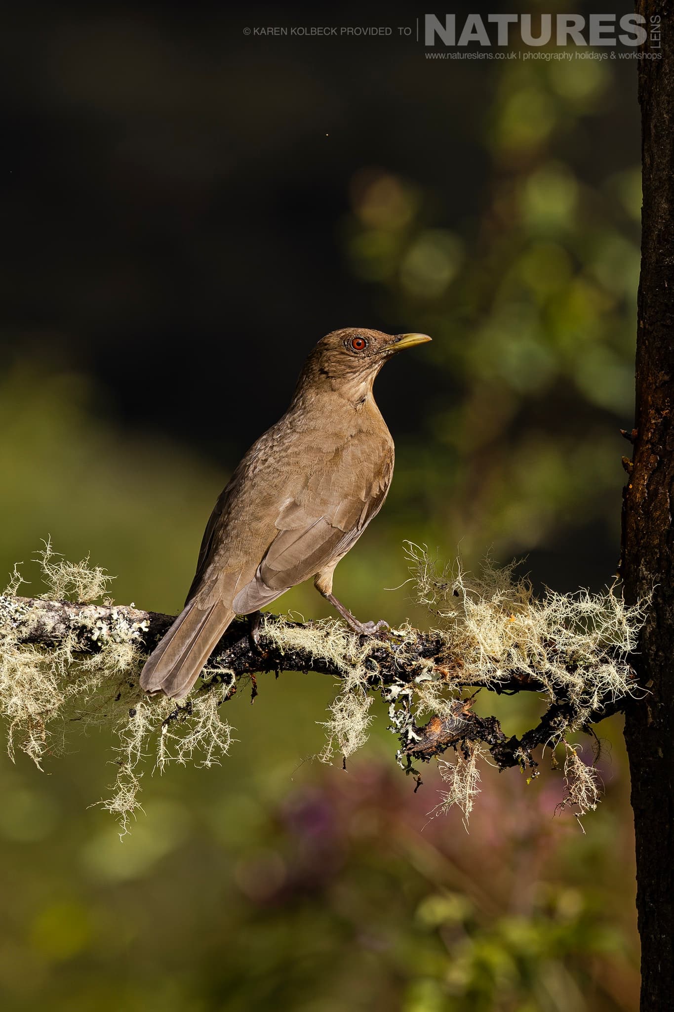 One Of The Many Species That Were Photographed By Karen Folbeck During Our 2024 Costa Rican Wildlife Photography Holiday 12 One Of The Many Species That Were Photographed By Karen Folbeck During Our 2024 Costa Rican Wildlife Photography Holiday – 12