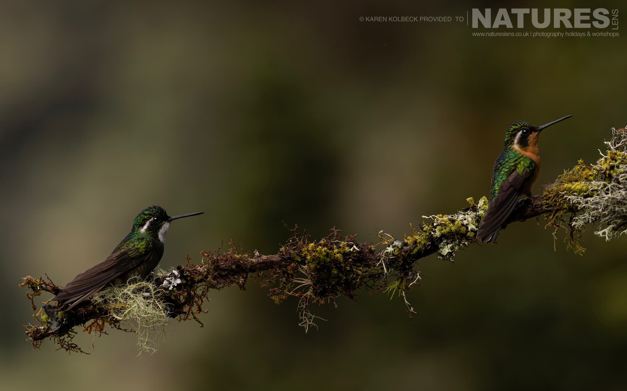 One Of The Many Species That Were Photographed By Karen Folbeck During Our 2024 Costa Rican Wildlife Photography Holiday 13 One Of The Many Species That Were Photographed By Karen Folbeck During Our 2024 Costa Rican Wildlife Photography Holiday – 13