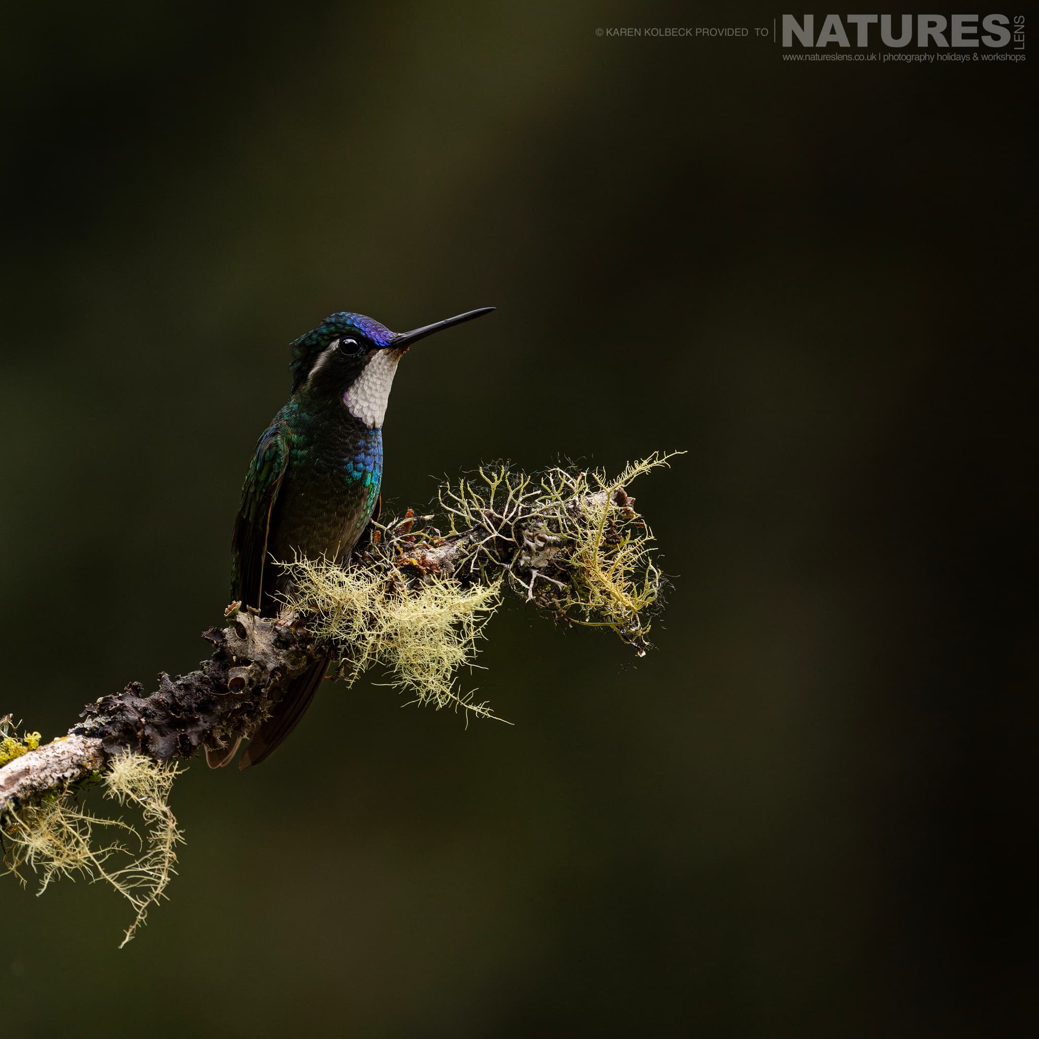 One Of The Many Species That Were Photographed By Karen Folbeck During Our 2024 Costa Rican Wildlife Photography Holiday 14 One Of The Many Species That Were Photographed By Karen Folbeck During Our 2024 Costa Rican Wildlife Photography Holiday – 14