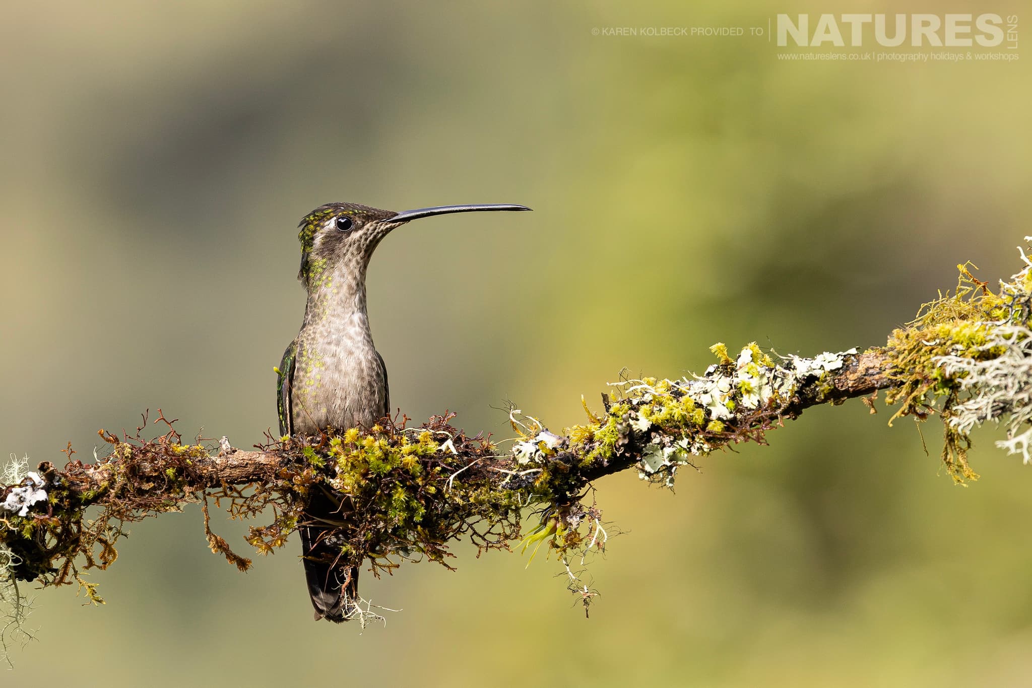 One Of The Many Species That Were Photographed By Karen Folbeck During Our 2024 Costa Rican Wildlife Photography Holiday 15 One Of The Many Species That Were Photographed By Karen Folbeck During Our 2024 Costa Rican Wildlife Photography Holiday – 15