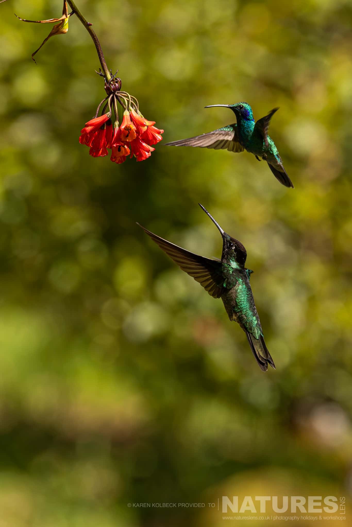 One Of The Many Species That Were Photographed By Karen Folbeck During Our 2024 Costa Rican Wildlife Photography Holiday 16 One Of The Many Species That Were Photographed By Karen Folbeck During Our 2024 Costa Rican Wildlife Photography Holiday – 16