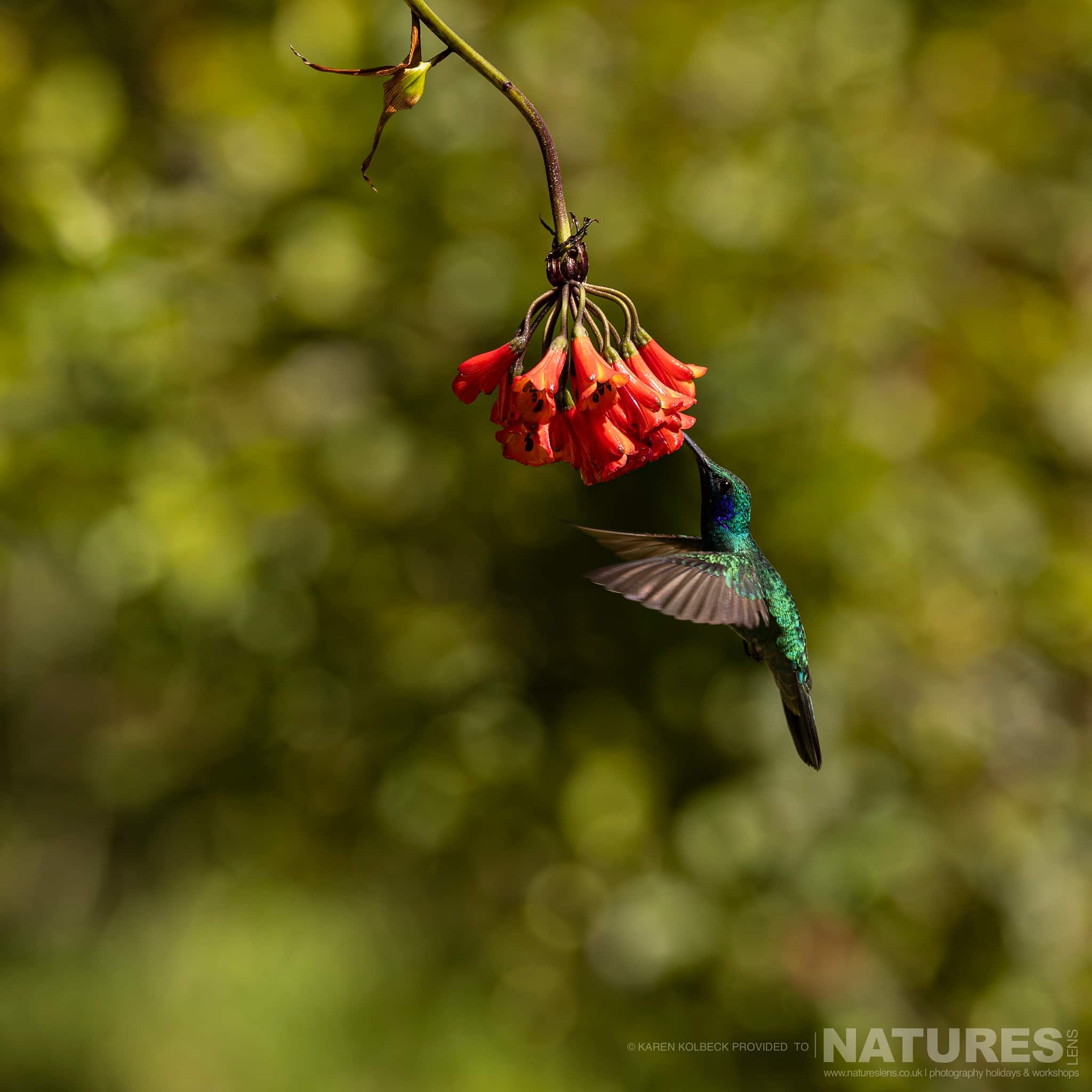 One Of The Many Species That Were Photographed By Karen Folbeck During Our 2024 Costa Rican Wildlife Photography Holiday 17 One Of The Many Species That Were Photographed By Karen Folbeck During Our 2024 Costa Rican Wildlife Photography Holiday – 17