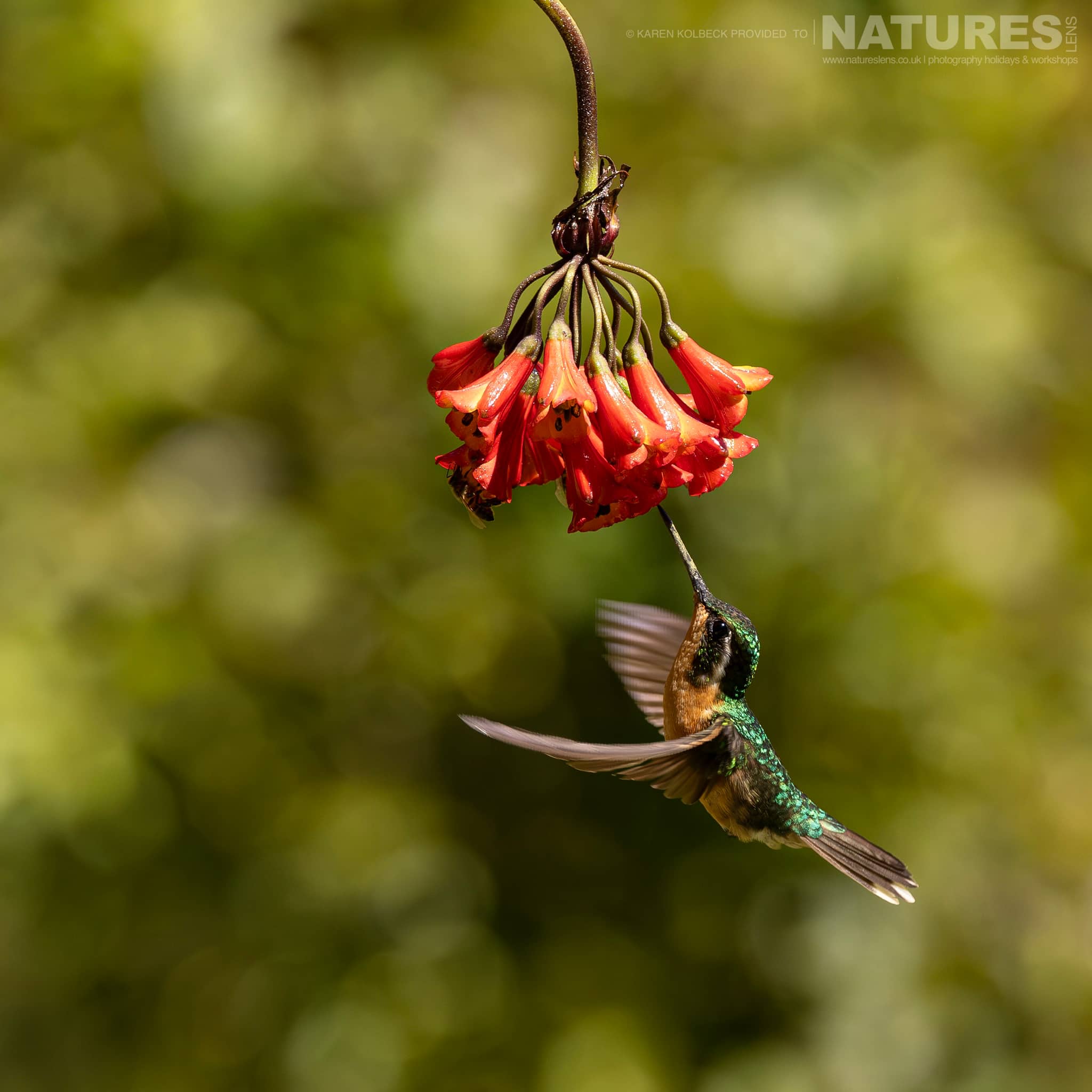 One Of The Many Species That Were Photographed By Karen Folbeck During Our 2024 Costa Rican Wildlife Photography Holiday 18 One Of The Many Species That Were Photographed By Karen Folbeck During Our 2024 Costa Rican Wildlife Photography Holiday – 18