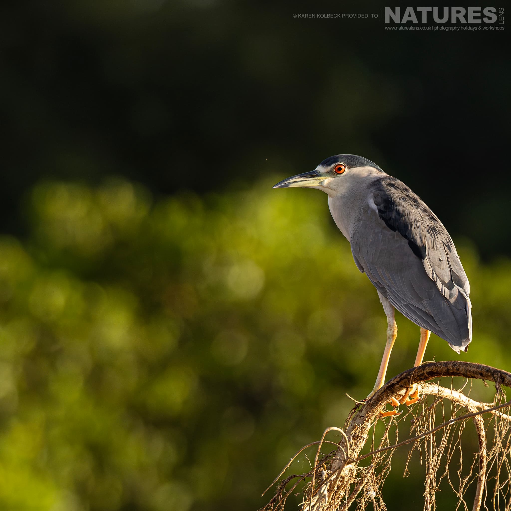 One Of The Many Species That Were Photographed By Karen Folbeck During Our 2024 Costa Rican Wildlife Photography Holiday 19 One Of The Many Species That Were Photographed By Karen Folbeck During Our 2024 Costa Rican Wildlife Photography Holiday – 19