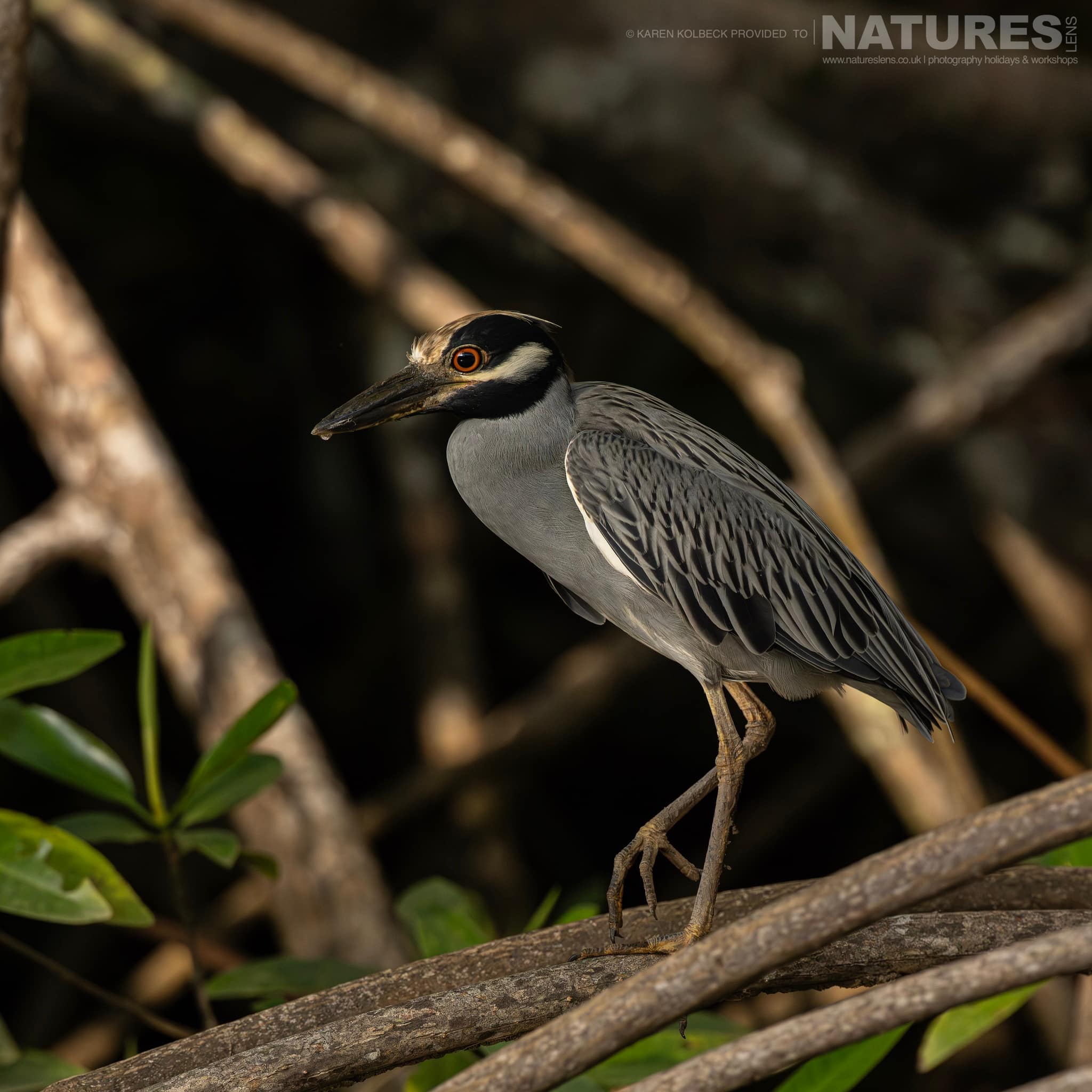 One Of The Many Species That Were Photographed By Karen Folbeck During Our 2024 Costa Rican Wildlife Photography Holiday 20 One Of The Many Species That Were Photographed By Karen Folbeck During Our 2024 Costa Rican Wildlife Photography Holiday – 20